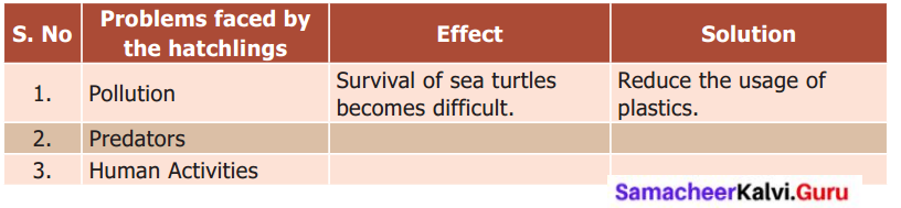 Sea Turtle Questions And Answers Samacheer Kalvi 6th English Solutions Term 1 Prose Chapter 1