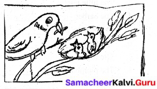 Samacheer Kalvi 6th English Solutions Term 1 Prose Chapter 1 Sea Turtles 18