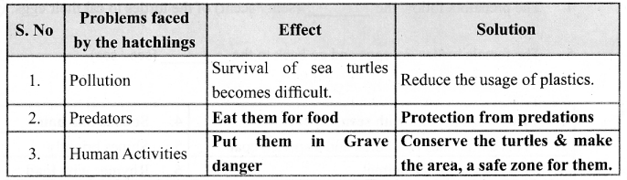 Sea Turtle Lesson 6th Standard In English Samacheer Kalvi Term 1 Prose Chapter 1