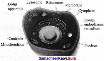 Cell Biology 7th Standard Samacheer Kalvi Term 2 Chapter 4