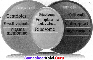 7th Science Cell Biology Samacheer Kalvi Term 2 Chapter 4