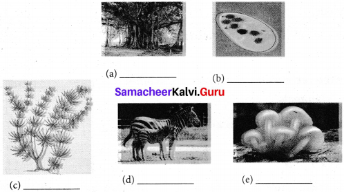 Samacheer Kalvi 7th Science Solutions Term 2 Chapter 5 Basis of Classification image - 2