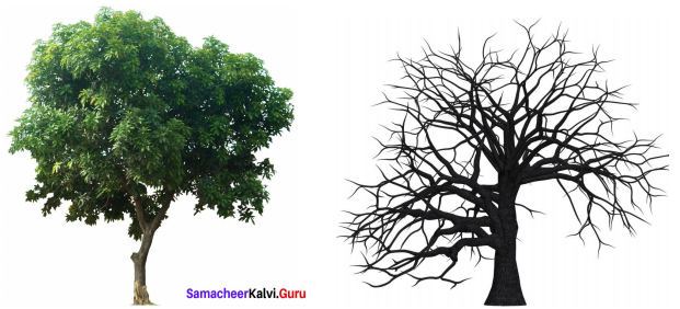 On Killing A Tree Samacheer Kalvi 9th English Solutions Poem Chapter 3
