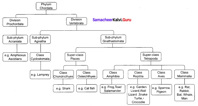 Animal Kingdom Class 9 Pdf Samacheer Kalvi Chapter 17