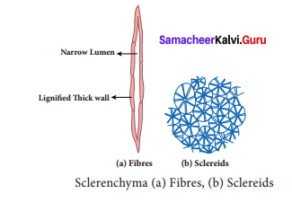 9th Science Organisation Of Tissues Samacheer Kalvi 9th Science Solutions