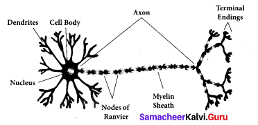 Organisation Of Tissues Samacheer Kalvi 9th Science Solutions