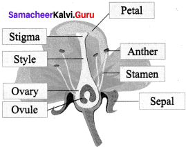 Reproduction And Modification In Plants 7th Standard Samacheer Kalvi Term 1 Chapter 5