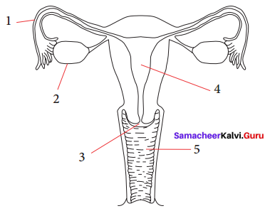 Science Digest 9th Samacheer Kalvi Chapter 20 Organ Systems In Animals