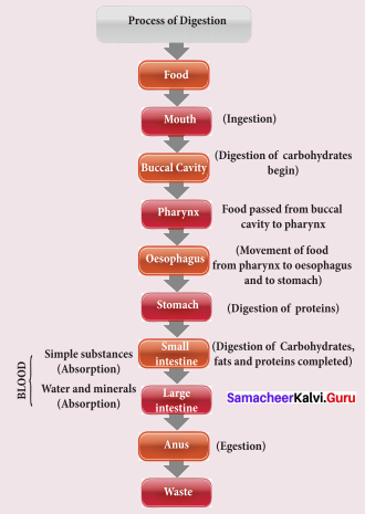Samacheer Kalvi.Guru 9th Science Chapter 20 Organ Systems In Animals