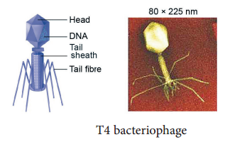 9th Science World Of Microbes Samacheer Kalvi Chapter 22 