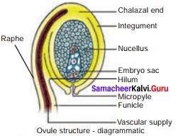 12th Bio Botany 1st Lesson Asexual And Sexual Reproduction In Plants Samacheer Kalvi