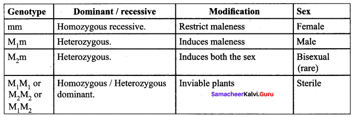 Samacheer Kalvi 12th Bio Botany Solutions Chapter 3 Chromosomal Basis of Inheritance