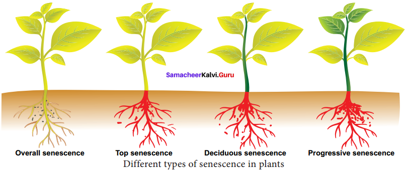 Samacheer Kalvi 11th Bio Botany Solutions Chapter 15 Plant Growth and Development