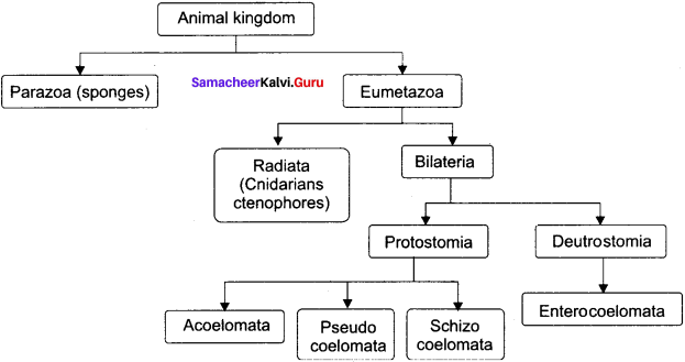 Samacheer Kalvi 11th Bio Zoology Solutions Chapter 2 Kingdom Animalia 