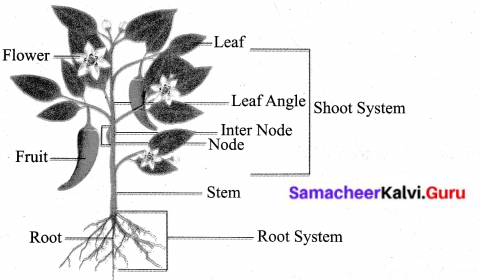 Samacheer Kalvi 6th Science Solutions Term 1 Chapter 4 The Living World of Plants 10