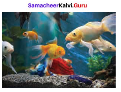 Samacheer Kalvi 6th Science Term 2 Chapter 4 Air