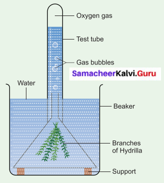 Samacheer Kalvi Guru 6th Standard Science Term 2 Chapter 4 Air