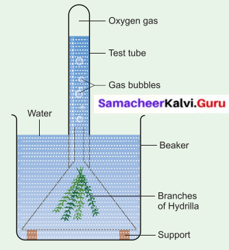 Samacheer Kalvi Term 2 6th Science Solutions Chapter 4 Air
