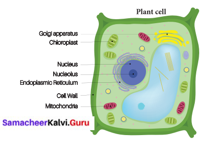 Samacheer Kalvi Guru 6th Science Solutions Term 2 Chapter 5 The Cell