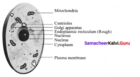 Samacheer Kalvi 6th Science Book Back Answers Term 2 Chapter 5 The Cell