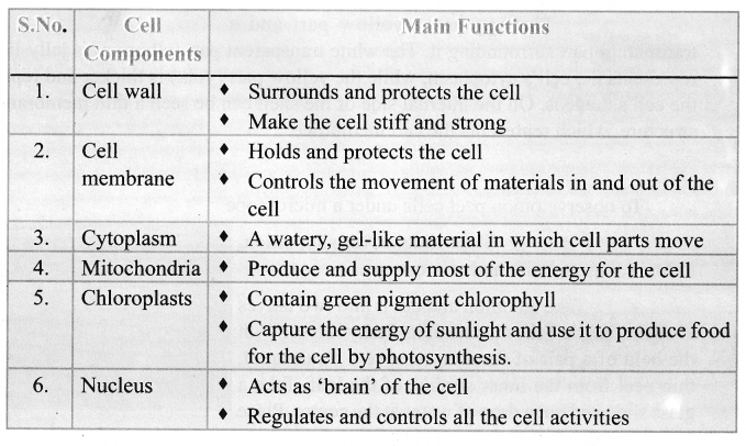 Samacheer Kalvi 6th Science Solutions Term 2 Chapter 5 The Cell