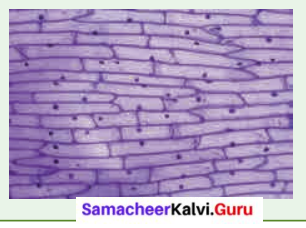 Samacheer Kalvi 6 Science Solutions Term 2 Chapter 5 The Cell
