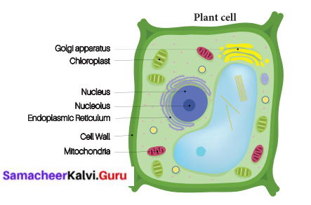 6th Samacheer Kalvi Science Solutions Term 2 Chapter 5 The Cell