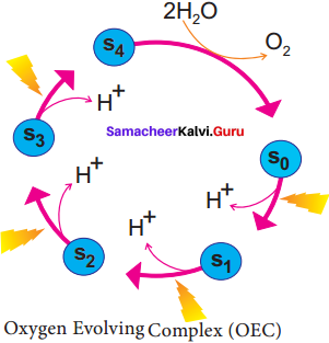 Samacheer Kalvi 11th Bio Botany Solutions Chapter 13 Photosynthesis 3