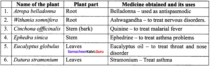 Samacheer Kalvi 11th Bio Botany Solutions Chapter 3 Vegetative Morphology 1 F