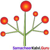 Samacheer Kalvi 11th Bio Botany Solutions Chapter 4 Reproductive Morphology 4