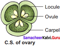 Samacheer Kalvi 11th Bio Botany Solutions Chapter 5 Taxonomy and Systematic Botany 17