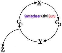 Samacheer Kalvi 11th Bio Botany Solutions Chapter 7 Cell Cycle 5