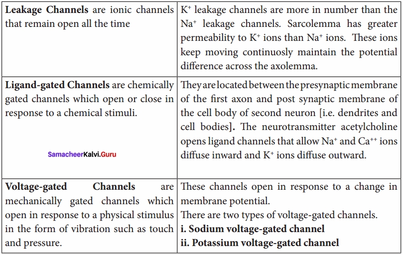 Samacheer Kalvi 11th Bio Zoology Solutions Chapter 10 Neural Control and Coordination img 5