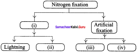 Samacheer Kalvi 8th Science Solutions Term 2 Chapter 3 Air 5