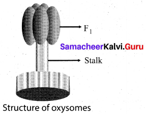 Samacheer Kalvi 10th Science Model Question Paper 2 English Medium image - 6