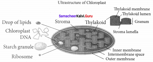 Plant Anatomy And Plant Physiology Class 10 One Mark Questions Samacheer Kalvi Science Solutions Chapter 12