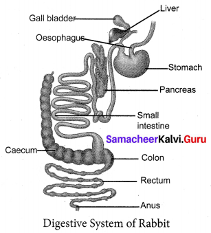Samacheer Kalvi 10th Science Solutions Chapter 13 Structural Organisation of Animals 6