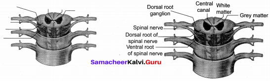 Samacheer Kalvi Books 10th Science Solutions Chapter 15 Nervous System