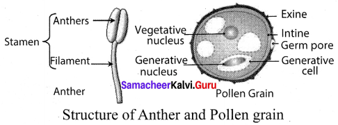 Samacheer Kalvi 10th Science Solutions Chapter 17 Reproduction in Plants and Animals 16