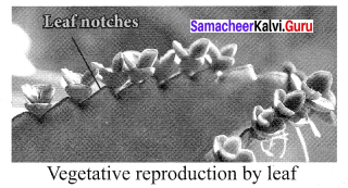 Samacheer Kalvi 10th Science Solutions Chapter 17 Reproduction in Plants and Animals 8