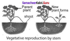 Samacheer Kalvi 10th Science Solutions Chapter 17 Reproduction in Plants and Animals 9