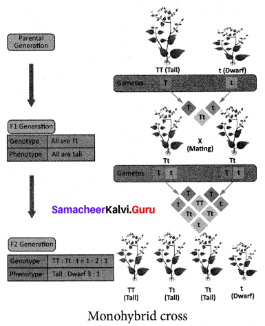 Samacheer Kalvi 10th Science Solutions Chapter 18 Heredity 7