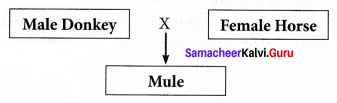 Samacheer Kalvi 10th Science Solutions Chapter 20 Breeding and Biotechnology 4