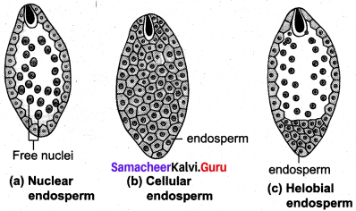 Samacheer Kalvi 12th Bio Botany Solutions Chapter 1 Asexual And Sexual Reproduction In Plants