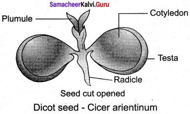 Samacheer Kalvi 12th Bio Botany Solutions Chapter 1 Asexual and Sexual Reproduction in Plants img 11