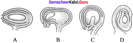 Botany Class 12 Chapter 1 Asexual And Sexual Reproduction In Plants Samacheer Kalvi