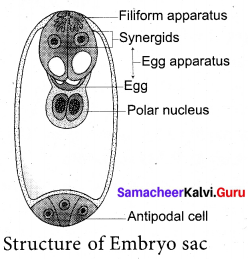 Samacheer Kalvi 12th Biology Solutions Chapter 1 Asexual And Sexual Reproduction In Plants