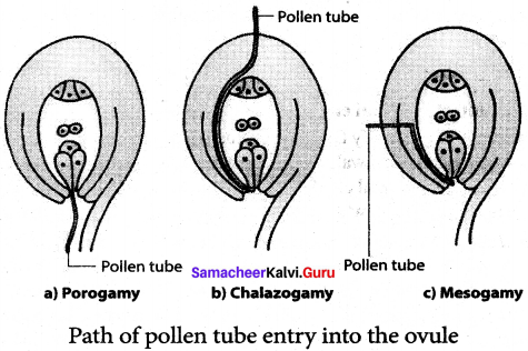 Samacheer Kalvi 12th Bio Botany Guide Solutions Chapter 1 Asexual And Sexual Reproduction In Plants