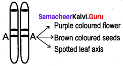 Samacheer Kalvi 12th Bio Botany Solutions Chapter 2 Classical Genetics img 9