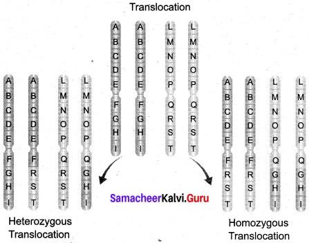 Samacheer Kalvi 12th Bio Botany Solutions Chapter 3 Chromosomal Basis of Inheritance img 17